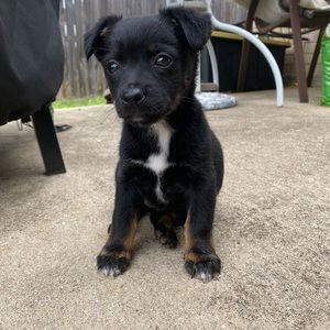 Meet your Posher, Bob